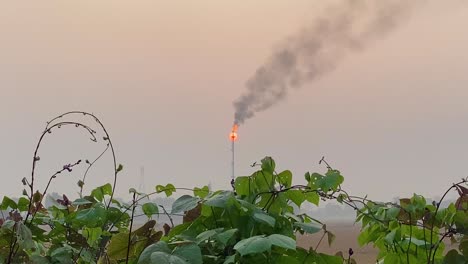 industrial gas plant burning against sun sunset, bush leaves on foreground