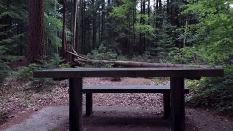 picnic table in the forest