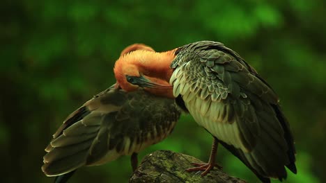 Two-stunning-Black-faced-Ibis-birds-preening-in-the-Brazilian-sun