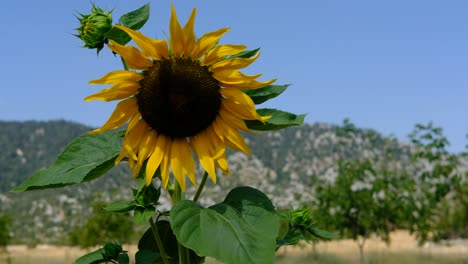 Girasol-De-Polinización-En-El-Jardín