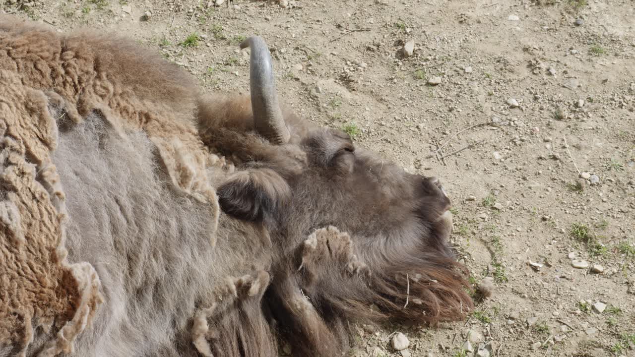 primo piano della testa di un bisonte addormentato sul terreno sabbioso