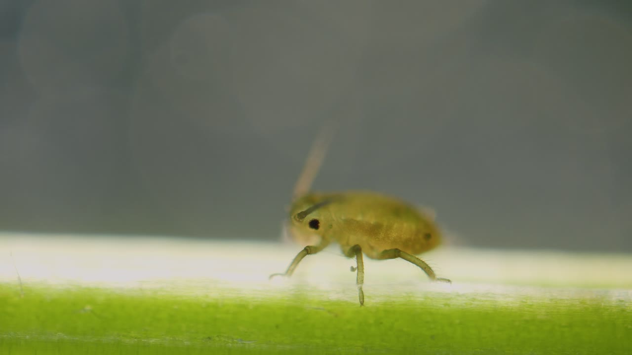 Aphid on plants stem under microscope