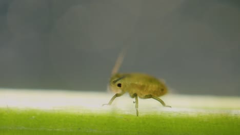 aphid on plants stem under microscope
