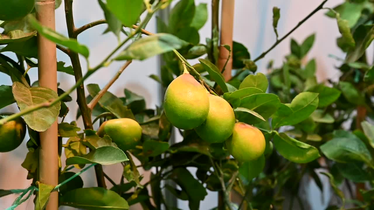 árbol de limón emiratí se muestra durante un festival de comida en los emiratos árabes unidos
