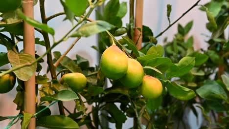 Emirati-lemon-tree-is-displayed-during-a-food-Festival-in-the-United-Arab-Emirates