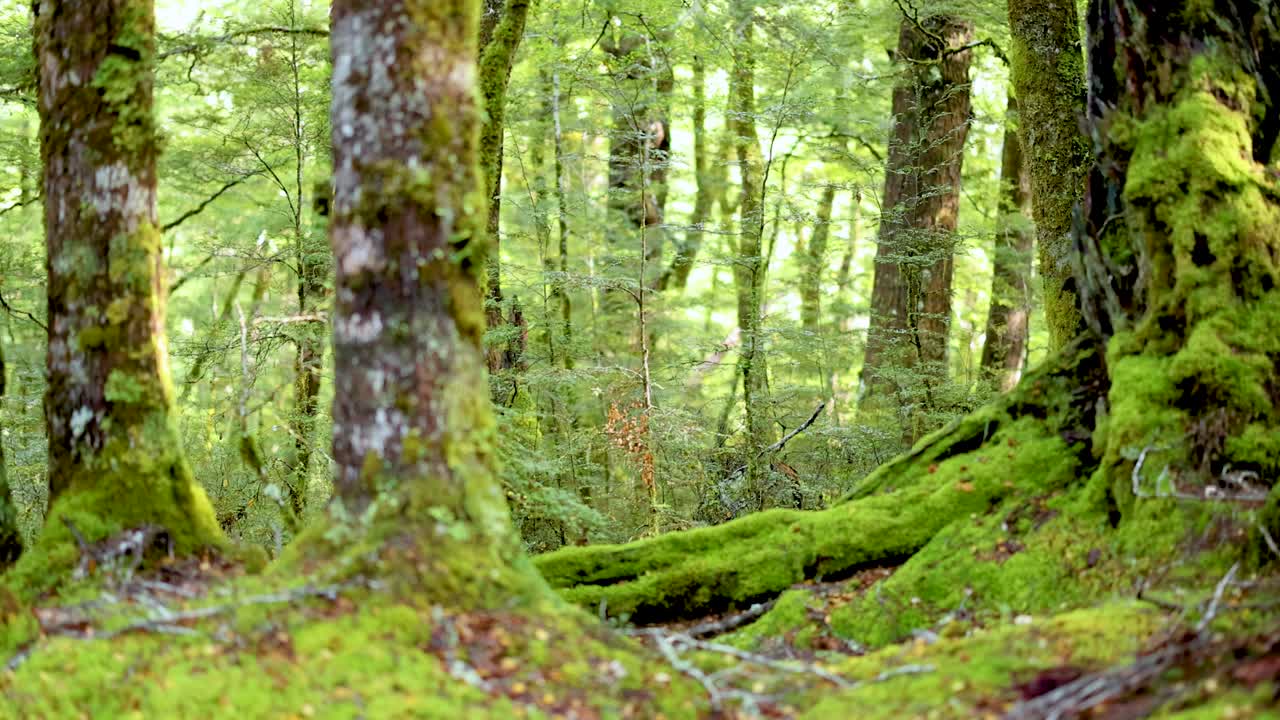 Lush green forest with moss-covered trees and soft natural lighting, creating a tranquil and immersive nature experience