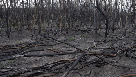 remains of dead trees burnt black after devastating bush fire - shot tilting up