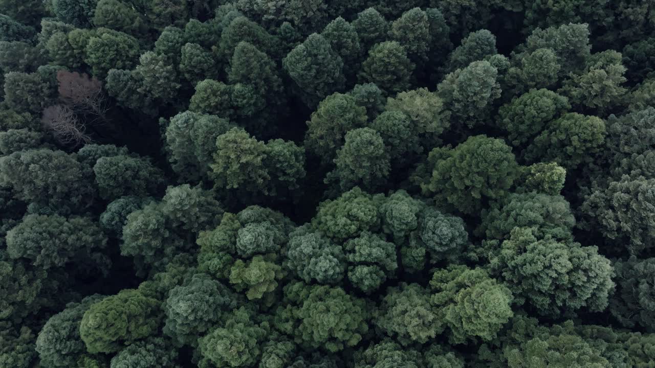 Overhead Shot Of Beautiful Green Trees Side By Side In Wild Forest