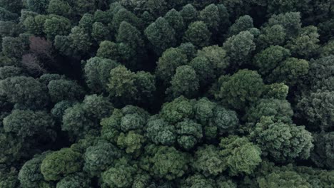 overhead shot of beautiful green trees side by side in wild forest