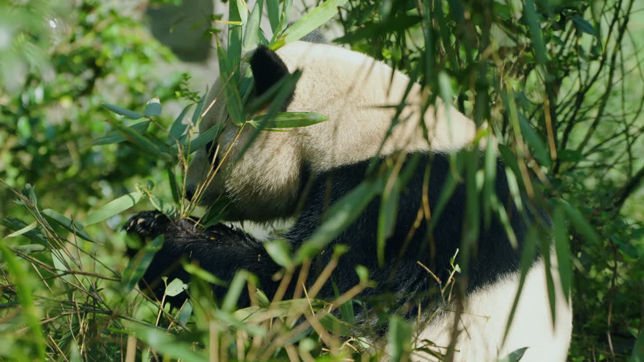 Panda velká jí bambusové listy v Čengdu v Číně. – detailní záběr