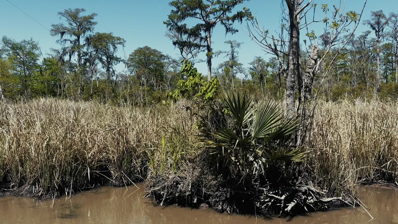 tall grasses growing beside muddy bayou waters in louisiana