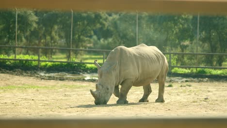 Large white rhino grazing in the wild