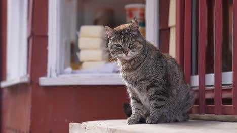 Gato-Doméstico-Somnoliento-Junto-A-La-Ventana,-Cerrar-Cámara-Lenta