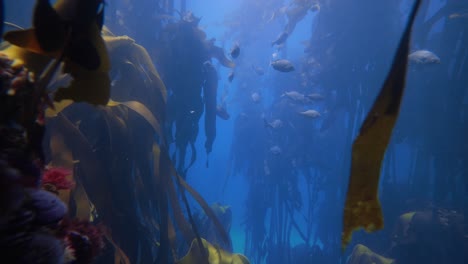 underwater cinematic clip of the peaceful life within a kelp forest with fish swimming and kelp blades floating in the quiet blue water