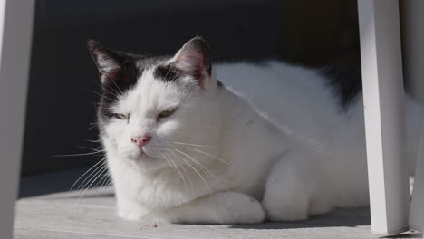 Gato-Blanco-Y-Negro-Descansando-Bajo-El-Sol-De-Verano