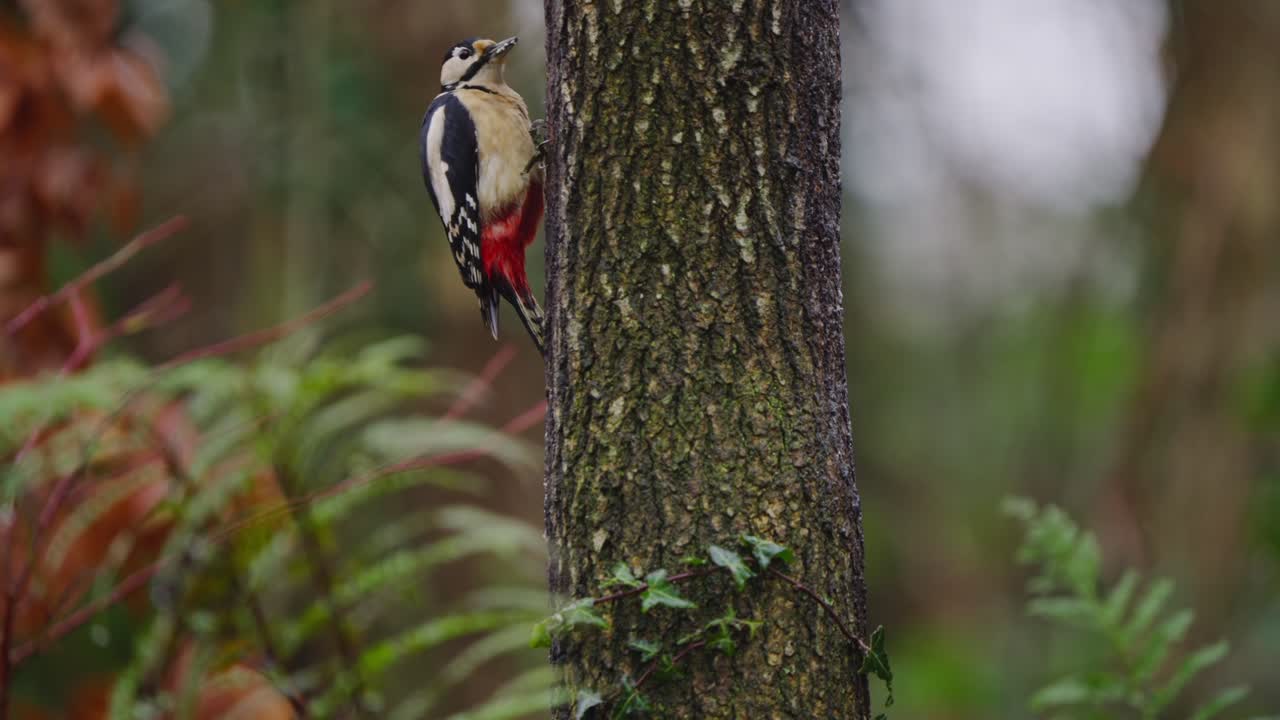 Great spotted woodpecker sits on pine branch, slow head movements, soft light and calm setting