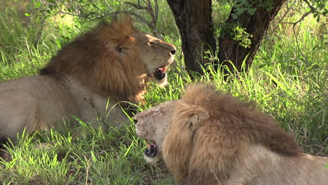 lions lie panting under a tree on a summer morning because of the heat