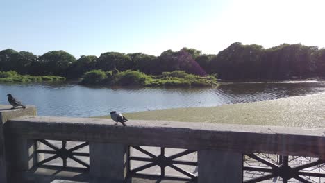landscape at ecological reserve, green area with birds and river plate lagoon, waterfront urban relaxing scene of buenos aires city, argentina