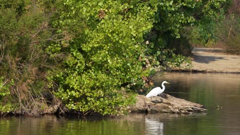 a great egret looks for food in southern california