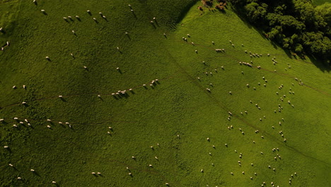 Sheep-heard-in-meadow-drone-shot
