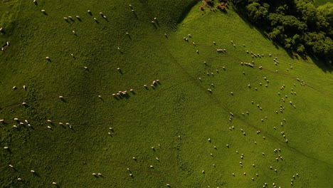 sheep heard in meadow drone shot