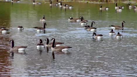 bandada de gansos canadienses migró hacia el sur, vadeando en estanque de aves acuáticas