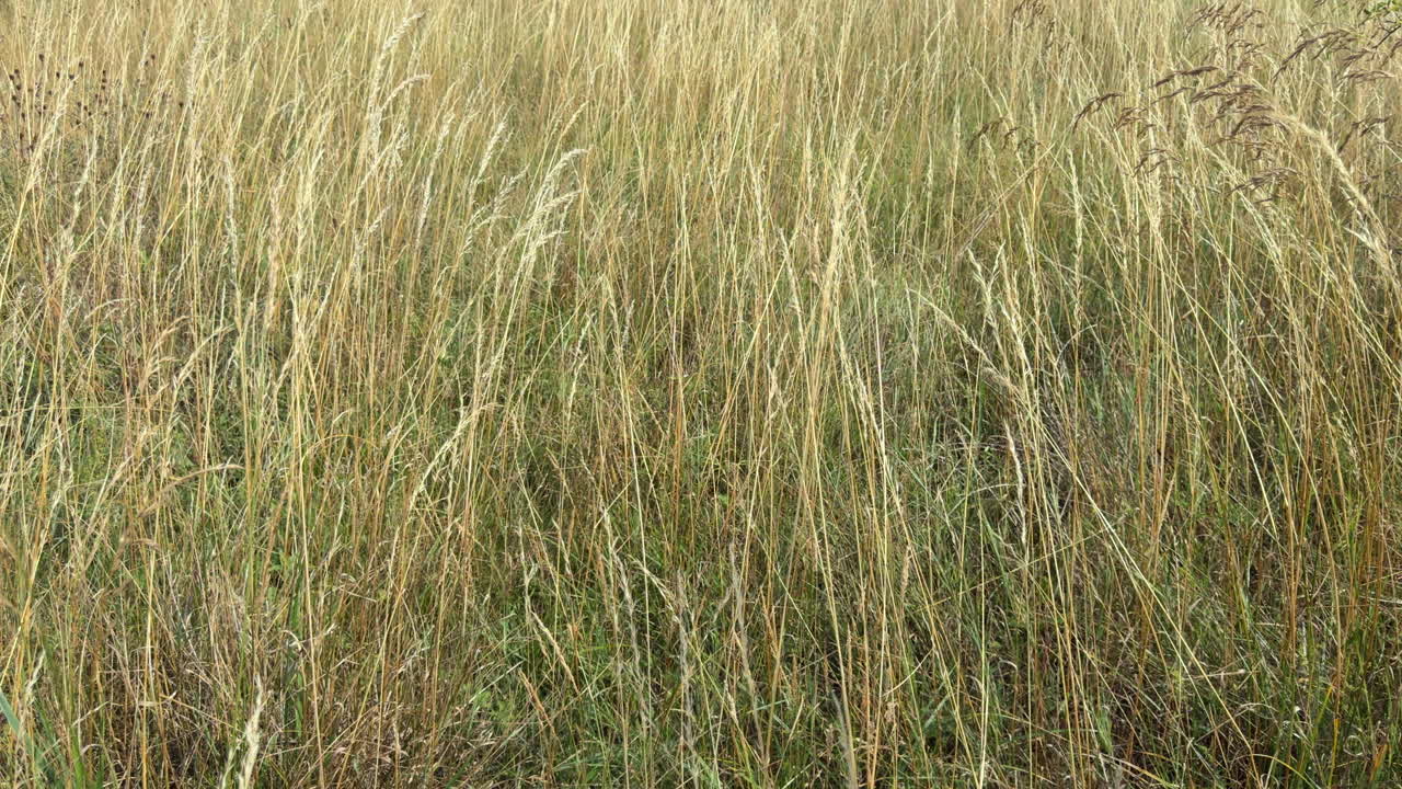 Summer grasses blowing in a strong wind, Worcestershire, England