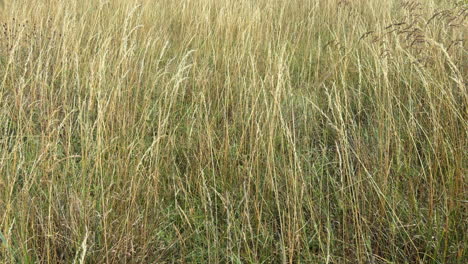 summer grasses blowing in a strong wind, worcestershire, england