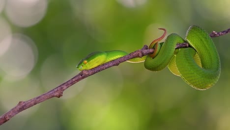 la víbora de labios blancos es una víbora venenosa endémica del sudeste asiático y a menudo se encuentra durante la noche esperando en una rama o rama de un árbol cerca de un cuerpo de agua con muchos alimentos
