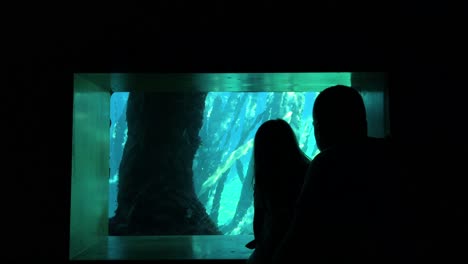 visitors look through a small window that provides a view into a sea lion gallery at the oceanografic in the city of arts and sciences in valencia. it is europe’s largest oceanographic park.