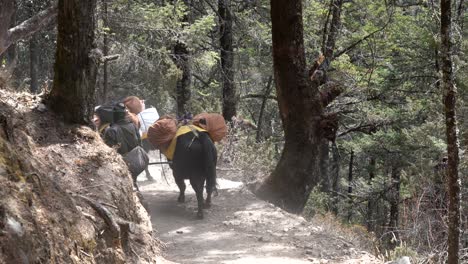 pangboche, nepal - march 13, 2022: yaks walking on a trail in the himalayan mountains on the way to everest base camp