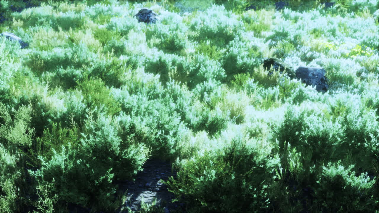 осенние сухие травы и камни