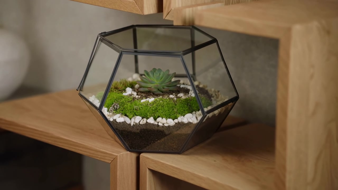 Terrario di succulente su mensola di legno, contenitore geometrico in vetro con muschio vivace, singola succulenta a rosetta.