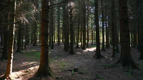 Österreichischer-Wald-An-Einem-Schönen-Sommernachmittag