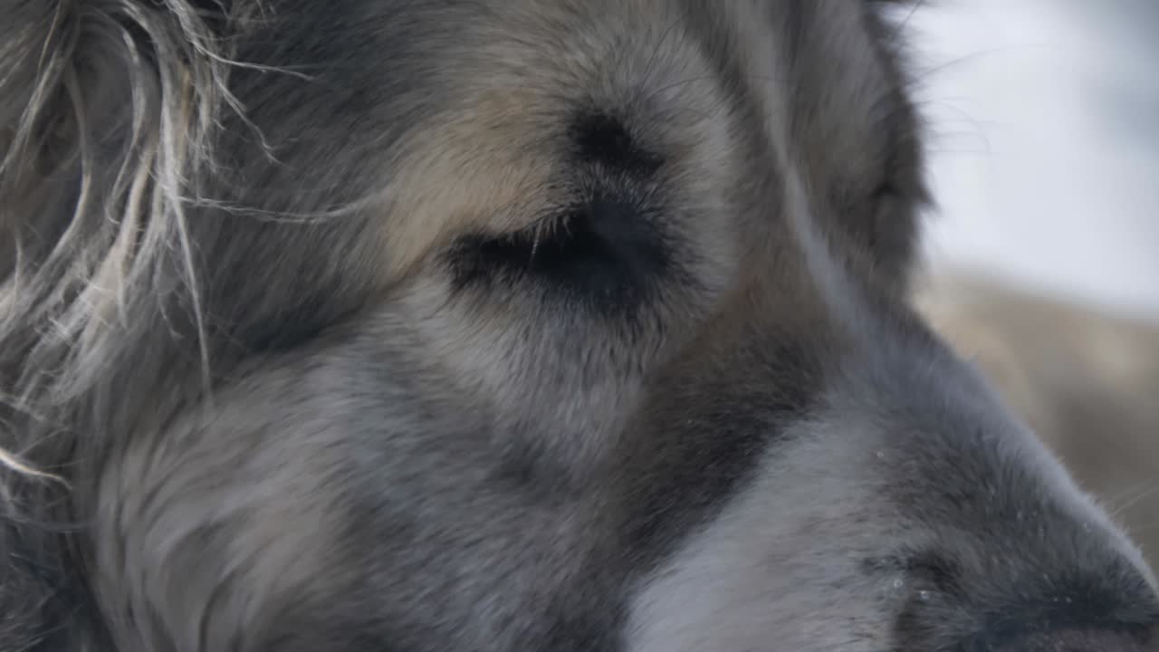 개를 지켜보는 매크로 1