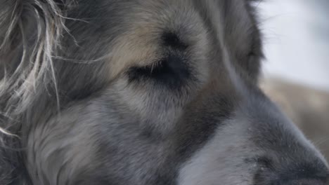 dog watching macro1