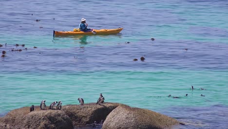 Kajakfahrer-Paddeln-Vorbei-An-Schwarzfußpinguinen,-Die-Schwimmen-Und-Auf-Felsen-Im-Atlantik-Vor-Südafrika-Sitzen