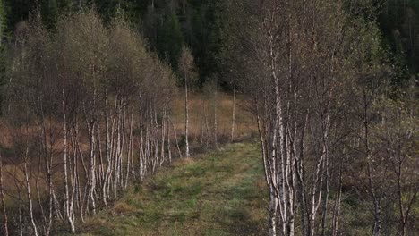 Senderos-Vacíos-Bordeados-De-Plantas-Desnudas-Cerca-Del-Paisaje-Rural