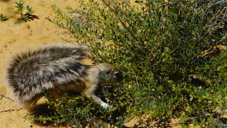 ardilla de tierra sudafricana usando su cola esponjosa para protegerse del sol mientras se alimenta de un arbusto