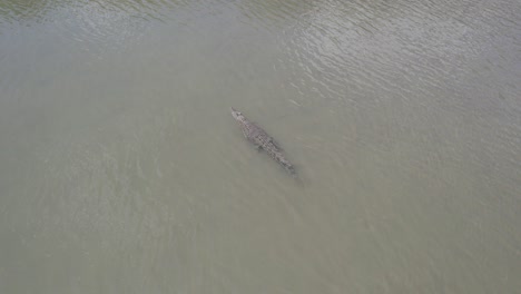 saltwater crocodile - crocodilian native to saltwater habitat in douglas shire, north queensland, australia