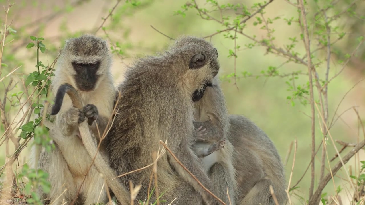 クルーガー国立公園で、4匹のベルベットモンキーが互いに毛づくろいをしている。1匹のメスが赤ちゃんを腕に抱いている。