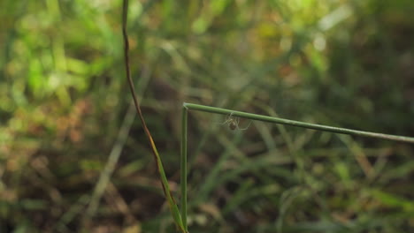 Spinne,-Die-Auf-Pflanzenstiel-Hin-Und-Her-Kriecht,-Sonnige-Tageszeit,-Mittlerer-Schuss,-Großbritannien