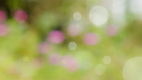 fondo de resorte abstracto con bokeh