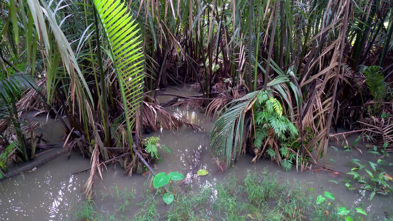 el manglar de la palma nipa (nipa fruiticana)