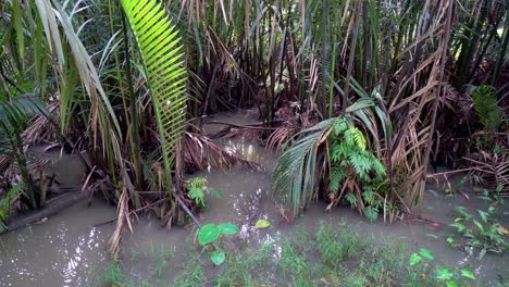 Panning-view-mangrove-nipa-palm-(Nipa-fruiticana)