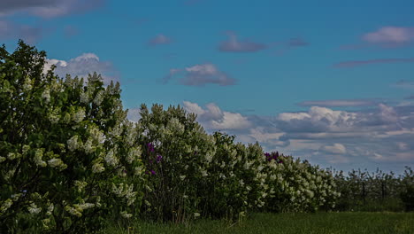 Blooming-flower-bush-on-windy-day,-fusion-time-lapse-with-sun-peaks