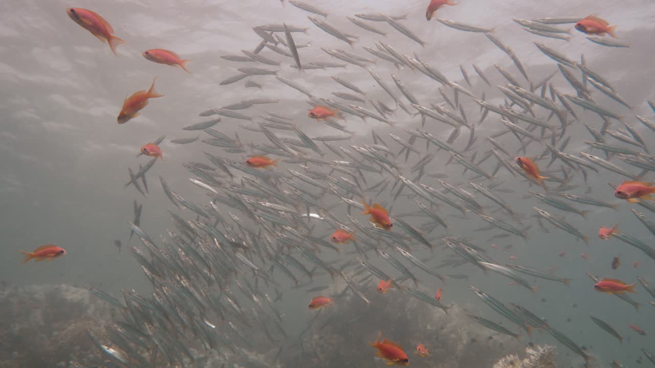 Large group of infant barracuda fish swimming together close to the surface in slowmotion in 4k