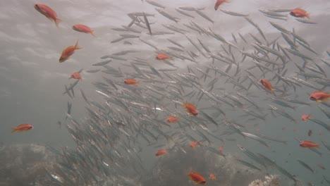 large group of infant barracuda fish swimming together close to the surface in slowmotion in 4k