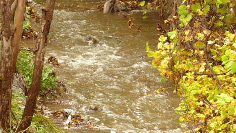 Massiver-Forellenfisch,-Der-Den-Fluss-Hinaufspringt