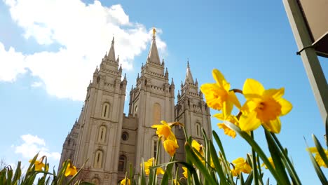 a low angle pan of the salt lake temple with daffodils in front to them in utah at the center of the church of jesus christ of latter-day saints